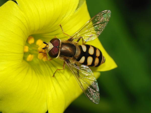 Syrphe, une mouche auxiliaire au jardin